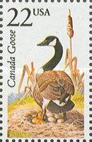 Canada Goose (Branta canadensis)