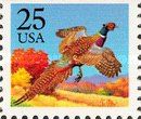 Ring-necked Pheasant (Phasianus colchicus)