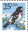 Rose-breasted Grosbeak (Pheucticus ludovicianus)