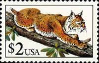 Bobcat (Lynx rufus)