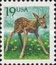 White-tailed Deer (Odocoileus virginianus)