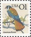 American Kestrel (Falco sparverius)