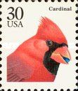 Northern Cardinal (Cardinalis cardinalis)