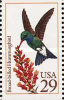 Broad-billed Hummingbird (Cynanthus latirostris)