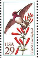 Costa's Hummingbird (Calypte costae)