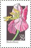 Meadow Beauty (Rhexia virginica)