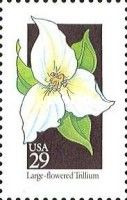Large-flowered Trillium (Trillium grandiflorum)