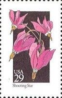 Shooting Star (Dodecatheon sp.)