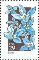 Bluets (Houstonia caerulea)
