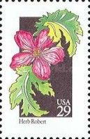 Herb Robert (Geranium robertianum)