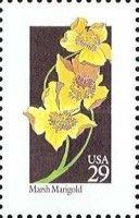 Marsh Marigold (Caltha palustris)