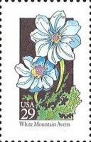 White Mountain Avens (Dryas octopetala)
