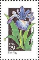 Blue Flag (Iris versicolor)