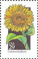 Common Sunflower (Helianthus annuus)