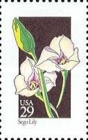 Sego Lily (Calochortus nuttallii)