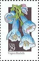 Virginia Bluebell (Mertensia virginica)