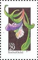 Rosebud Orchid (Cleistesiopsis divaricata)