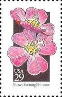 Showy Evening Primrose (Oenothera speciosa)