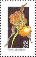 Yellow Lady's Slipper (Cypripedium parviflorum)
