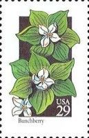 Bunchberry (Cornus canadensis)