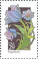 Pasqueflower (Pulsatilla vulgaris)