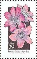 Round-lobed Hepatica (Anemone americana)