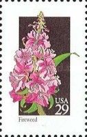 Fireweed (Chamaenerion angustifolium)