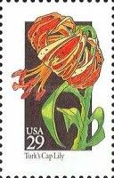 Turk's Cap Lily (Lilium superbum)