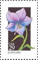 Jacob's Ladder (Polemonium vanbruntiae)