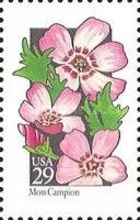 Moss Campion (Silene acaulis)