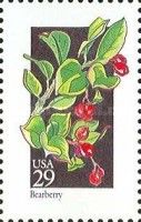 Bearberry (Arctostaphylos uva-urs)