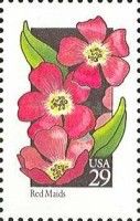 Red Maid (Calandrinia ciliata)