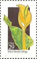 Yellow Skunk Cabbage (Lysichiton americanus)