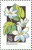 Rue Anemone (Thalictrum thalictroides)