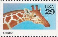 Giraffe (Giraffa camelopardalis)
