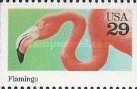 American Flamingo (Phoenicopterus ruber)