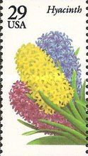 Hyacinth