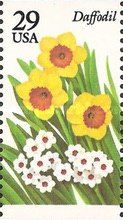 Daffodil