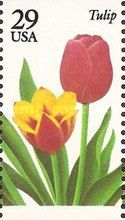 Tulip