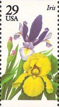 Iris