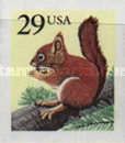 North American Red Squirrel (Tamiasciurus hudsonicus)