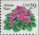 African Violet