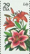 Lily