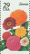 Zinnia