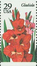 Gladiola