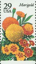 Marigold