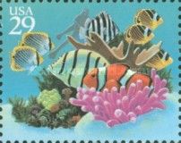 Diver, Coral
