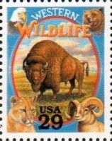 Western Wildlife - American Bison (Bos bison)
