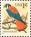 American Kestrel (Falco sparverius)