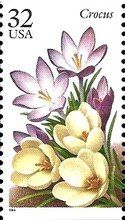Crocus